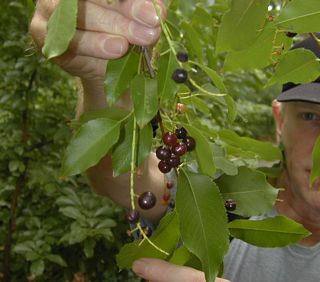 Out My Backdoor: Benefits of Black Cherry Trees, Cherry 